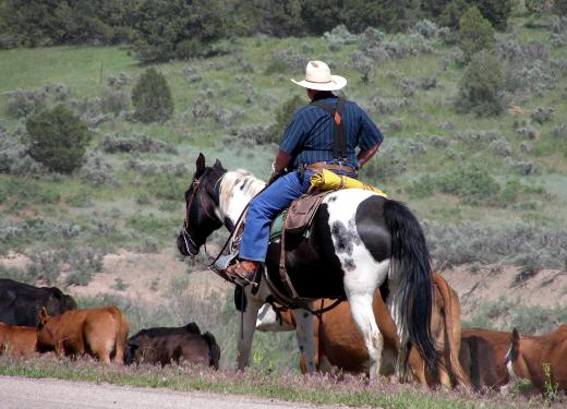 The Secretary of the Interior oversees federal lands that are leased to ranchers for livestock grazing.