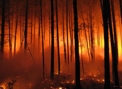 Park rangers are often responsible for responding to forest fires.