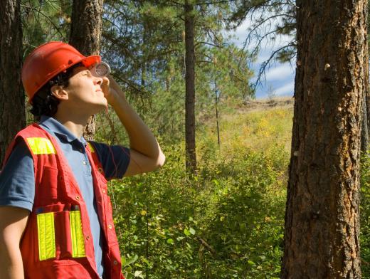 The Department of the Interior employs many workers in the field of forestry.