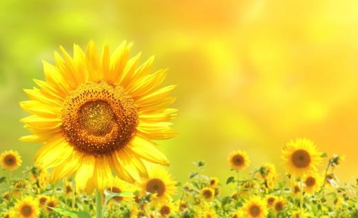 Native Americans have cultivated sunflowers for thousands of years.