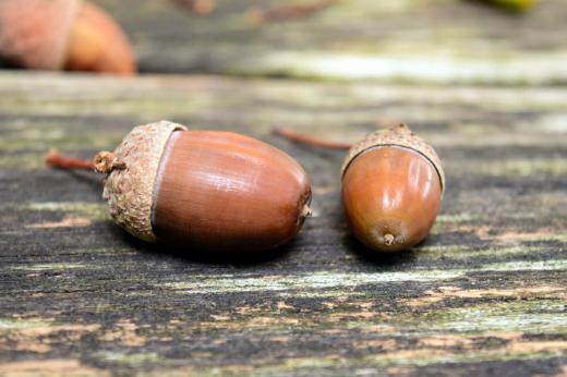 Oak trees produce acorns, which are food for numerous birds and animals.