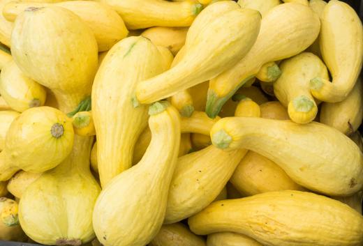 Some Native Americans have holidays that honor squash.