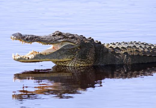 The alligator is the state reptile of Florida and Louisiana.