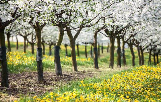 Apple blossoms represent Arkansas's agricultural history.