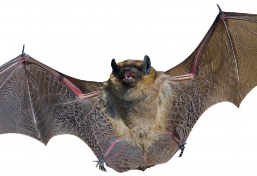 The Mexican freetail bat is the state flying mammal of Texas.