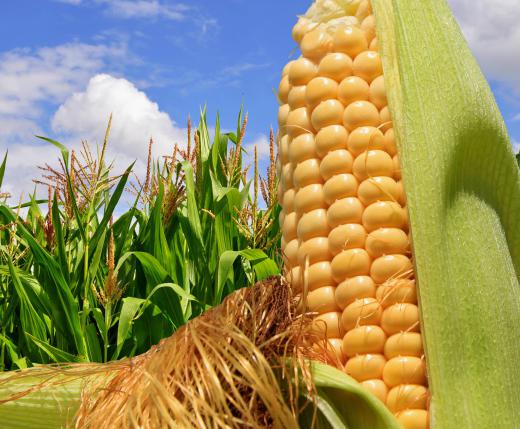 Cornfields are part of Iowa's pride.