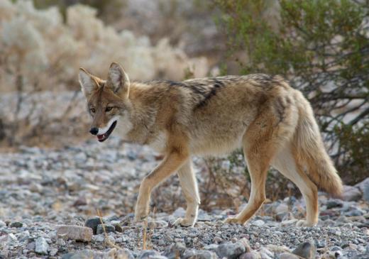 Coyotes frequent Death Valley National Park.