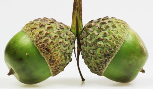 Acorns, the fruit of a live oak.