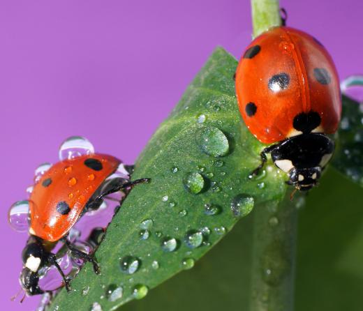 The ladybug is one of two state insects of Tennessee.