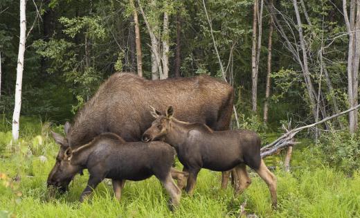 Maine is the ideal habitat for moose as it is heavily forested.