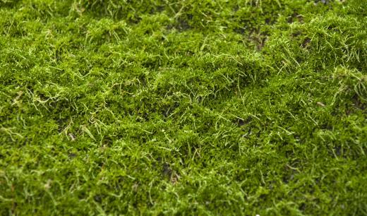 Many varieties of moss grow in Seattle, helping give the city its green color.