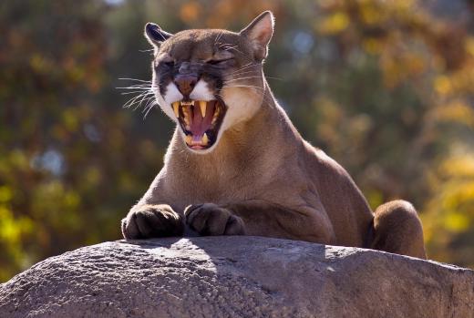 Mountain lions roam Glacier National Park.