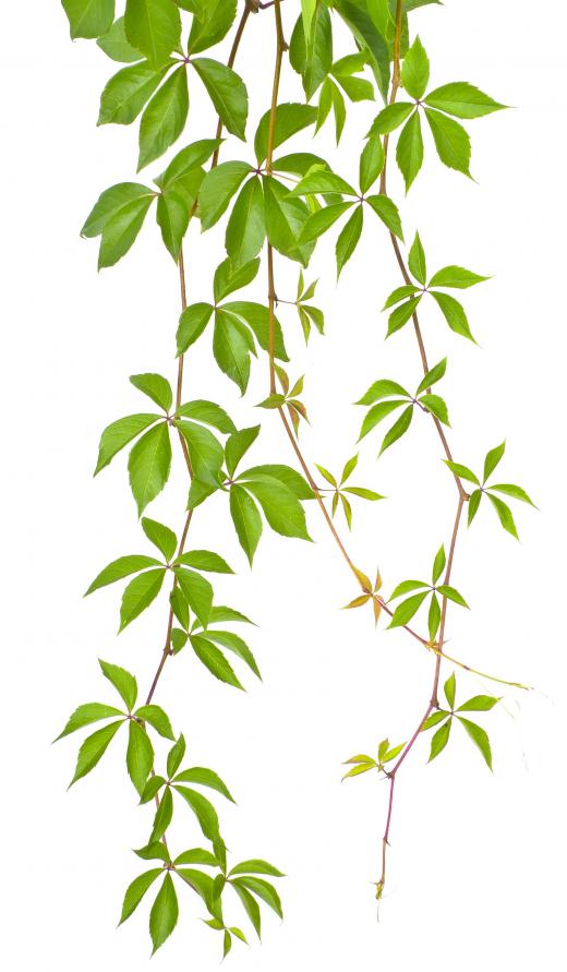 Virginia creeper appears in the wreath on the Virginia state flag.