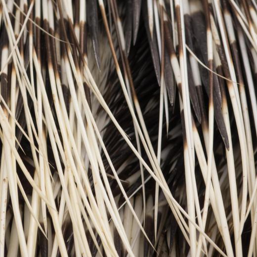 The Umatilla Tribe used porcupine quills as decorations.