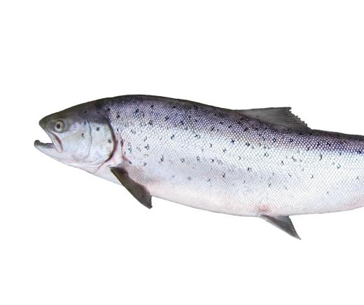 The landlocked salmon is the state fish of Maine.