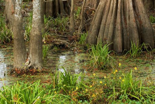 The state tree of Louisiana, the bald cypress, grows in the Louisiana bayous.