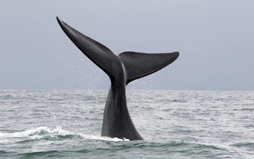 Visitors to the Neah Bay area may enjoy some whale watching.