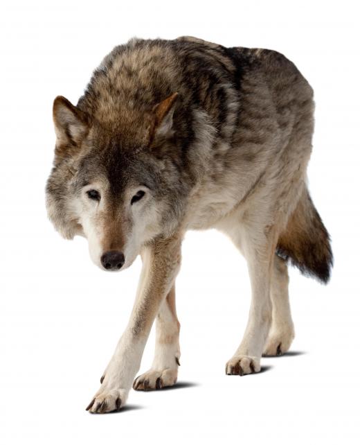 The wolf is spiritually connected to the Paiute Indians.